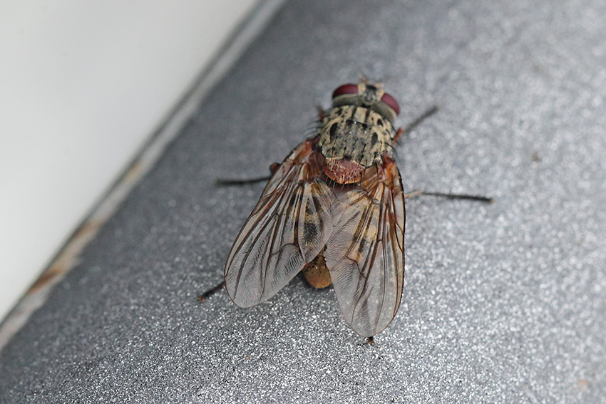 Phaonia valida femmina (Muscidae)